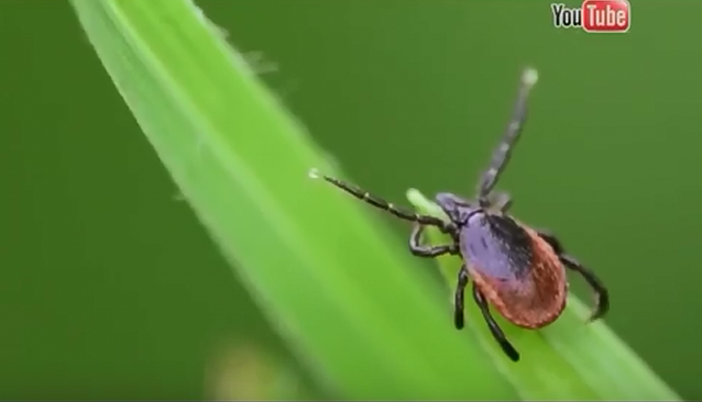 Осторожно, клещ!